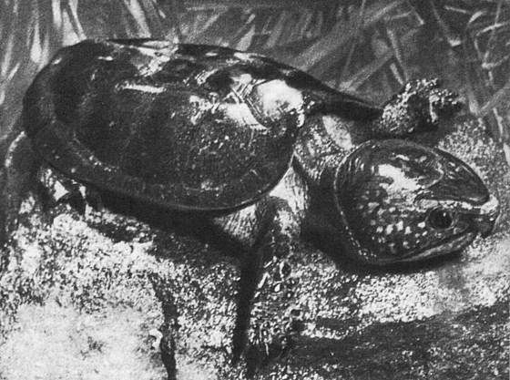 Игорь Акимушкин - Мир животных. Рассказы о змеях, крокодилах, черепахах,...