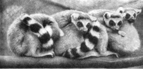 Игорь Акимушкин - Трагедия диких животных