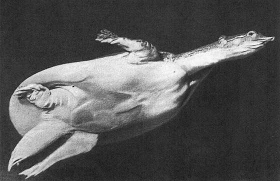 Игорь Акимушкин - Мир животных. Рассказы о змеях, крокодилах, черепахах,...