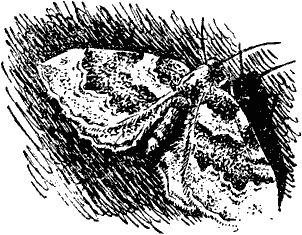 Виктор Гребенников - Тайны мира насекомых