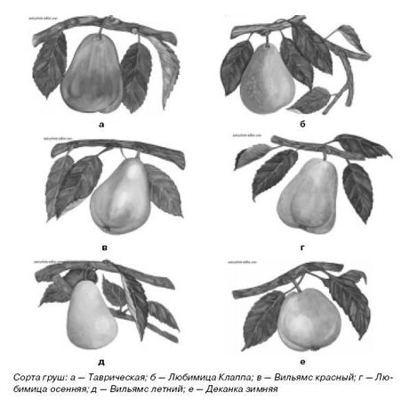Ирина Иофина - Сбор и хранение урожая