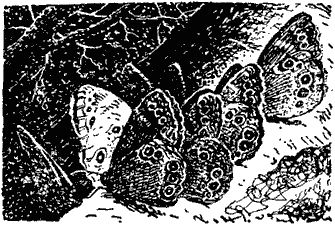 Виктор Гребенников - Тайны мира насекомых