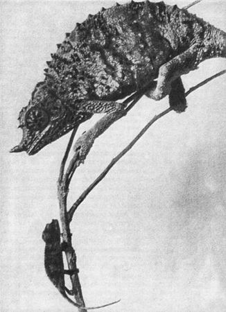 Игорь Акимушкин - Мир животных. Рассказы о змеях, крокодилах, черепахах,...