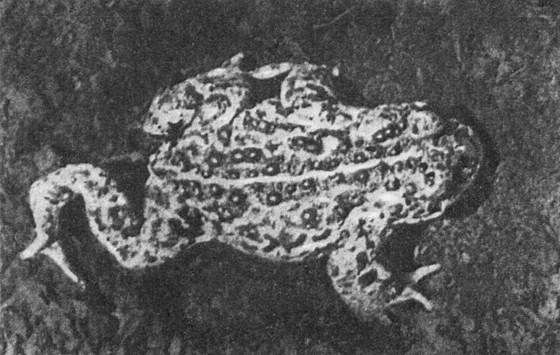 Игорь Акимушкин - Мир животных. Рассказы о змеях, крокодилах, черепахах,...