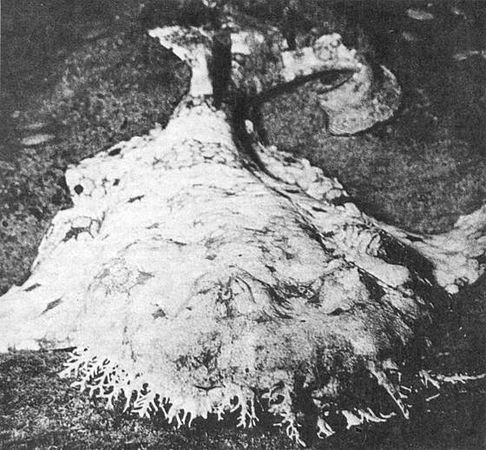 Игорь Акимушкин - Мир животных. Рассказы о змеях, крокодилах, черепахах,...