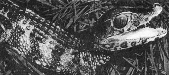 Игорь Акимушкин - Мир животных. Рассказы о змеях, крокодилах, черепахах,...