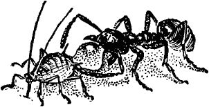 Виктор Гребенников - Тайны мира насекомых