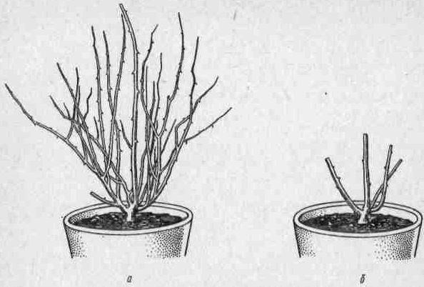 Даниил Юхимчук - Комнатное цветоводство