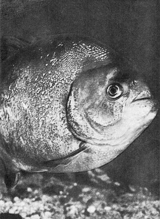 Игорь Акимушкин - Мир животных. Рассказы о змеях, крокодилах, черепахах,...