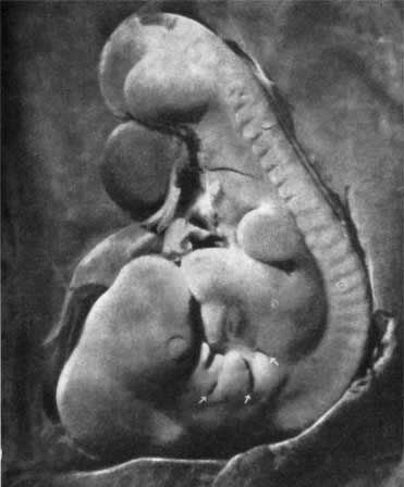 Игорь Акимушкин - Трагедия диких животных