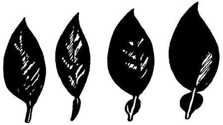 Венедикт Дадыкин - Цитрусовый сад в комнате