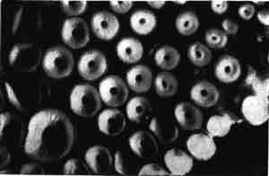 Игорь Акимушкин - Приматы моря