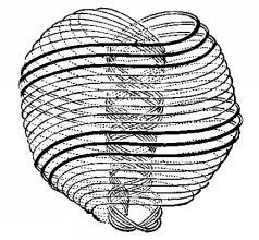 Чарльз Ледбитер - ЧАКРЫ