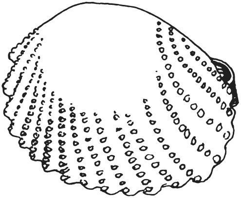 Светлана Ращупкина - Поделки из морских камешков и ракушек