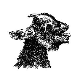 Бернгард Гржимек - Наши братья меньшие