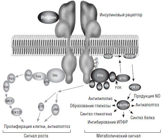 Дмитрий Иванов - Нарушения обмена глюкозы у новорожденных детей