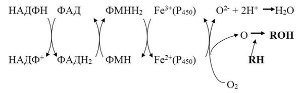Владимир Лелевич - Биологическая химия