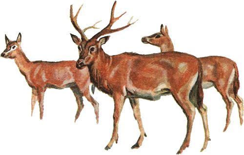 Игорь Акимушкин - Невидимые нити природы