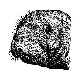 Бернгард Гржимек - Наши братья меньшие