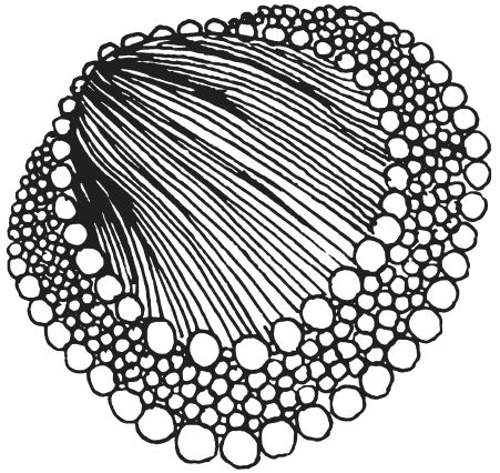 Светлана Ращупкина - Поделки из морских камешков и ракушек