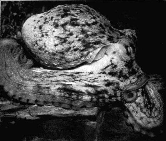 Игорь Акимушкин - Приматы моря