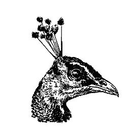 Бернгард Гржимек - Наши братья меньшие