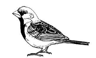 Саша Чёрный - Смех сквозь слезы