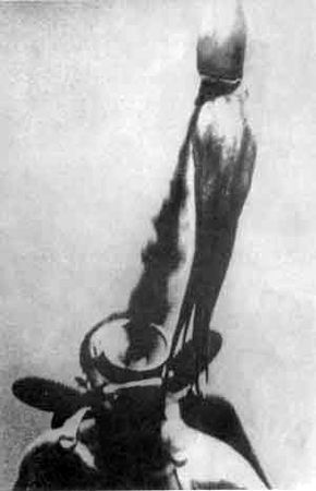 Игорь Акимушкин - Приматы моря