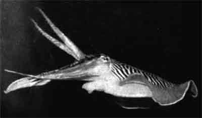 Игорь Акимушкин - Приматы моря