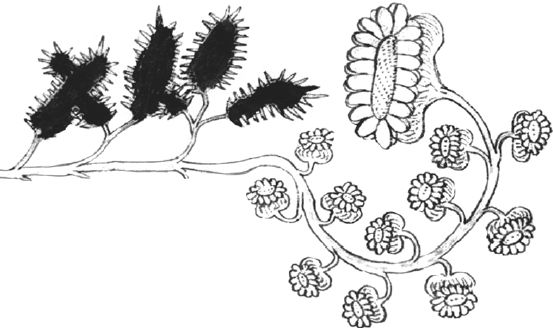 Юрий Винничук - Танго смерти