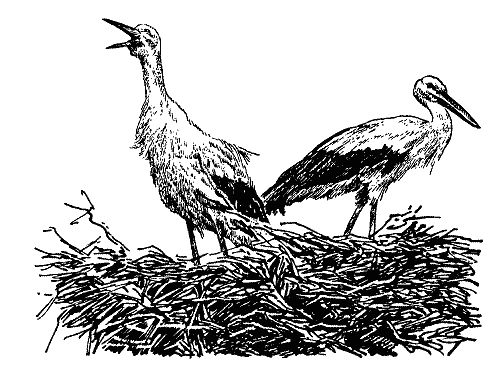 Бернгард Гржимек - Наши братья меньшие