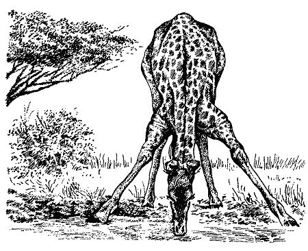 Бернгард Гржимек - Наши братья меньшие