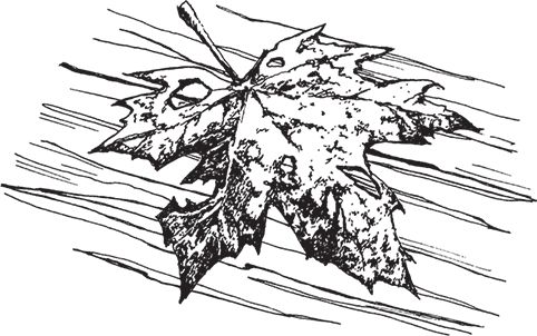 Сергей Кашин - Выращиваем плодородный сад. Любая почва, все регионы