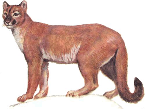 Игорь Акимушкин - Невидимые нити природы