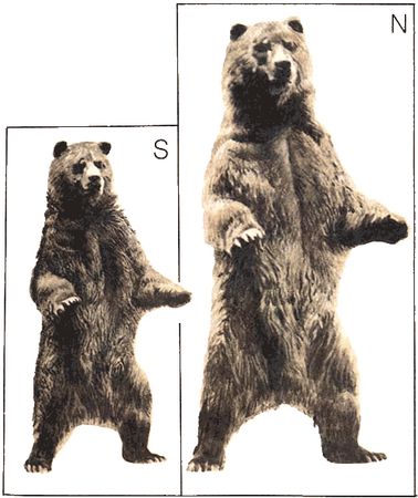 Игорь Акимушкин - Невидимые нити природы