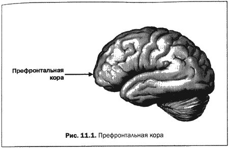 Дэниэл Амен - Великолепный мозг в любом возрасте