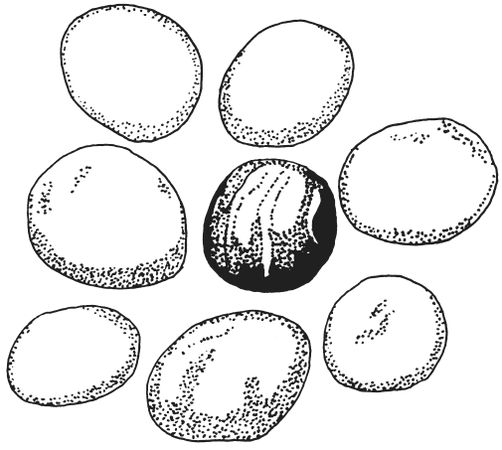 Светлана Ращупкина - Поделки из морских камешков и ракушек