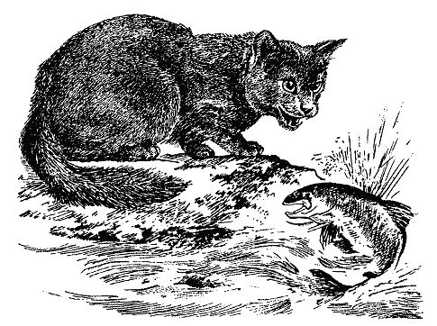 Бернгард Гржимек - Наши братья меньшие