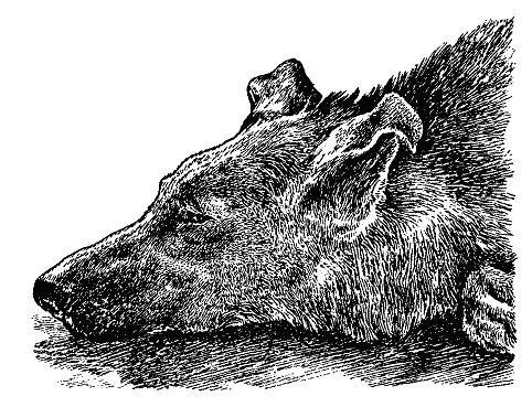 Бернгард Гржимек - Наши братья меньшие