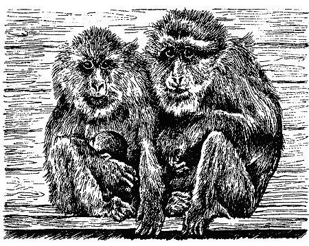 Бернгард Гржимек - Наши братья меньшие