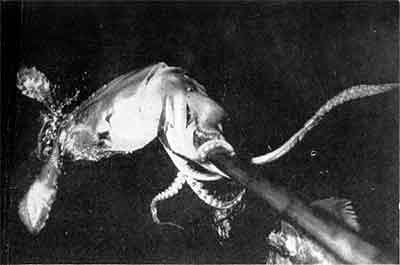 Игорь Акимушкин - Приматы моря