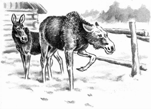 Георгий Скребицкий - Длиннохвостые разбойники (сборник)