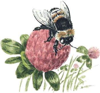 Игорь Акимушкин - Невидимые нити природы