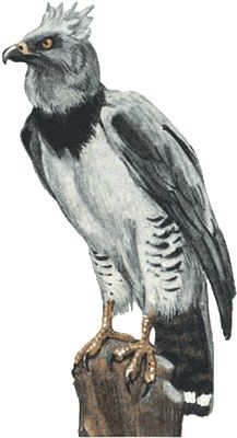 Игорь Акимушкин - Невидимые нити природы