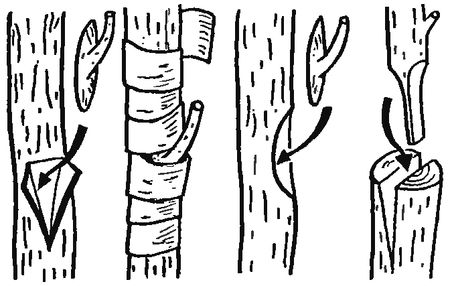 Венедикт Дадыкин - Цитрусовый сад в комнате