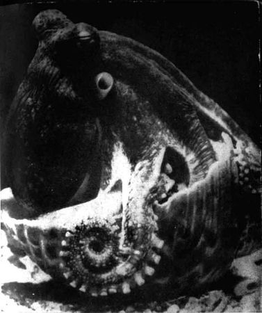 Игорь Акимушкин - Приматы моря