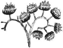 Юрий Винничук - Танго смерти