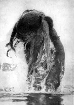 Игорь Акимушкин - Приматы моря