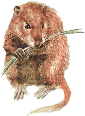 Игорь Акимушкин - Невидимые нити природы