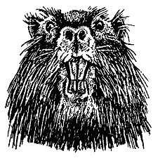 Бернгард Гржимек - Наши братья меньшие